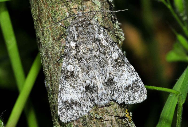 Subacronicta megacephala